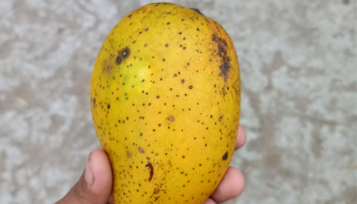 সেই ৯৫০ টাকার আম দেখতে জনতার ঢল