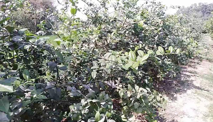 রাণীনগরে বীজ বিহীন ‘চায়না-৩’ লেবু চাষে সফলতা