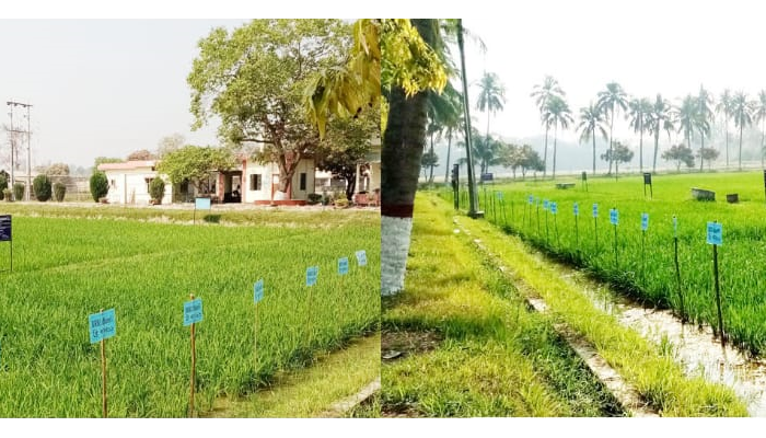 উচ্চ ফলনশীল ও হাইব্রিড জাতের ধানে গবেষণা : বিআরআরআই