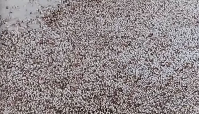 ছবিতে ঐতিহাসিক ৭ মার্চ