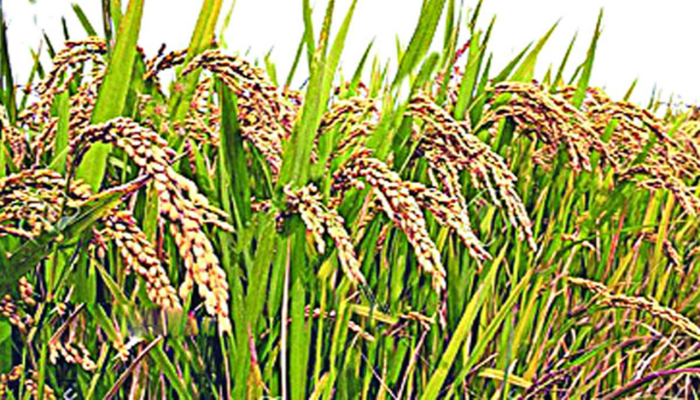 ধান বীজ সরবরাহে ক্ষতির মুখে যশোরের চাষিরা