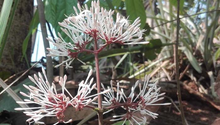 বৈসাবি’র আগমনীতে পাহাড়ে ফুটছে ‘বিঝু ফুল’