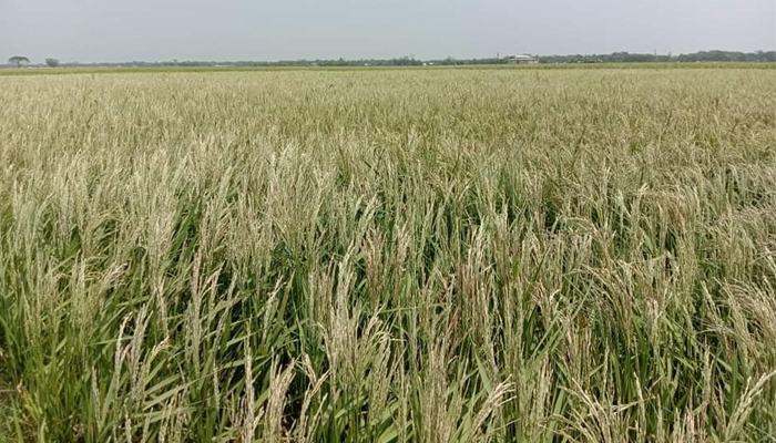 ঝড়ে শীষে ধান নেই, মদনে কৃষকদের আহাজারি
