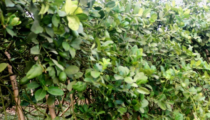 ফুলবাড়ীয়ার লেবু যাচ্ছে বিদেশে, বাড়ছে লেবু চাষে আগ্রহ