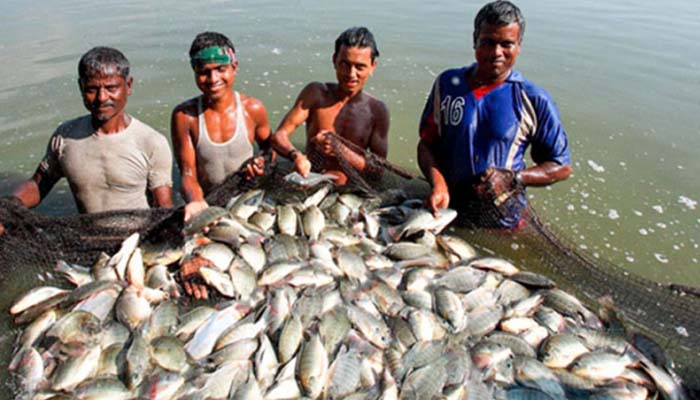 সঙ্কটে মাছ চাষীরা, আয় কমেছে ৩৭ শতাংশ কৃষকের