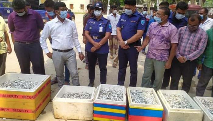 মানিকগঞ্জের শিবালয়ে জাটকা শিকার, ১০ জেলের কারাদণ্ড