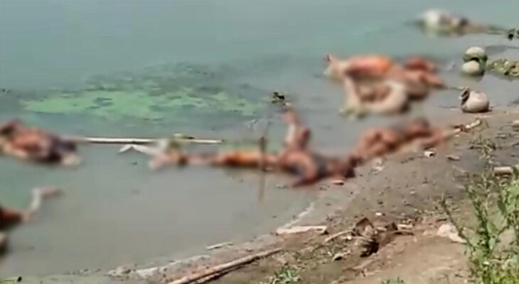 ভারতের নদীতে ভাসছে অগণন লাশ, খাচ্ছে শেয়াল-কুকুরে