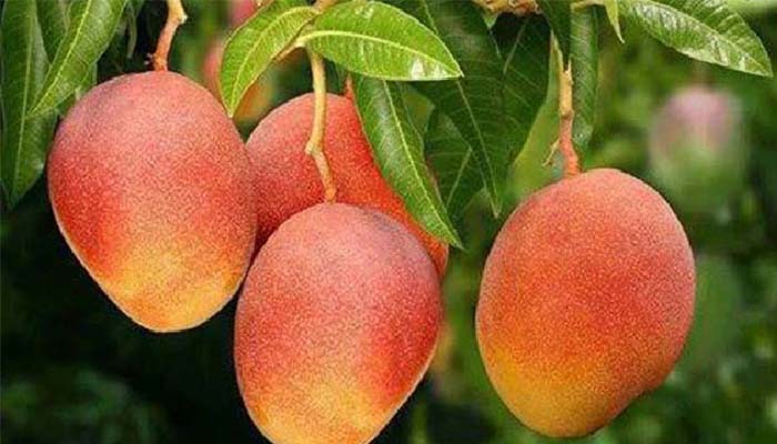 ১৫ মে বাজারে আসছে রাজশাহীর আম
