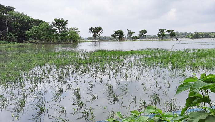 পূর্ণিমার জোয়ারে রবিশস্য ক্ষেত প্লাবিত