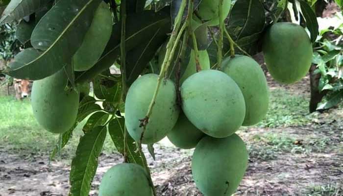 আড়তদারের ‘অন্যায়’ আবদারে ২৭০ কোটি টাকা ক্ষতির মুখে আমচাষিরা
