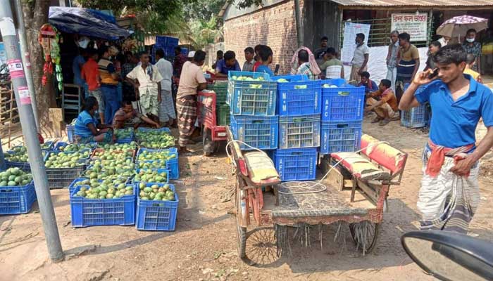 আড়তদারের ‘অন্যায়’ আবদারে ২৭০ কোটি টাকা ক্ষতির মুখে আমচাষিরা