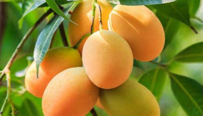 চোখ, হৃদযন্ত্র, কোলেস্টেরল সবকিছুর স্বাস্থ্য ভাল রাখে আম