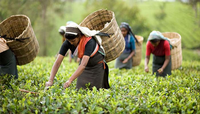 দেশে প্রথমবারের মতো পালিত হচ্ছে জাতীয় চা দিবস