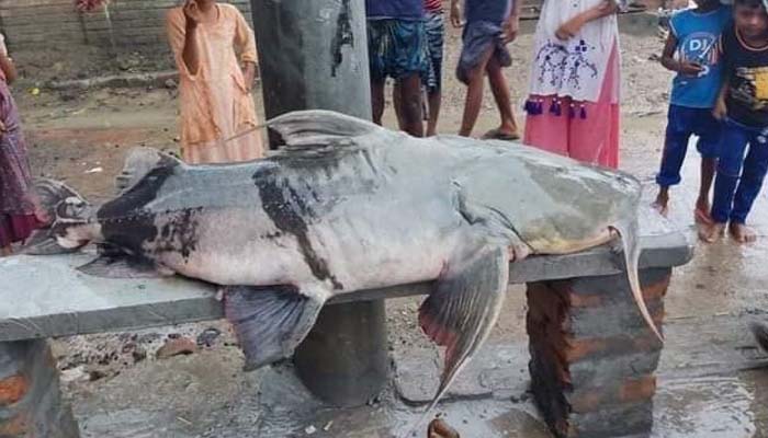 পদ্মায় মিলল ৭১ কেজির বাঘাইড়