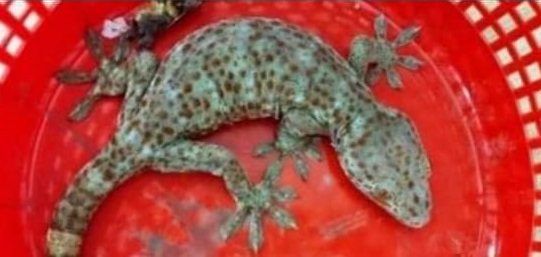 আলফাডাঙ্গায় উদ্ধার হলো বিরল প্রজাতির তক্ষক!