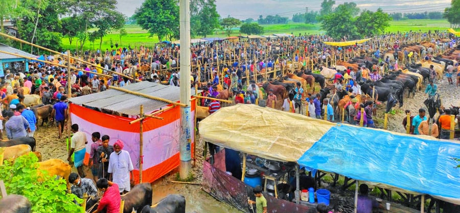 নবীগঞ্জে জমজমাট পশুর হাট, উপেক্ষিত স্বাস্থ্য বিধি