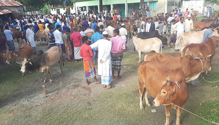 চরফ্যাশনে লকডাউন উপেক্ষা করে বসছে পশুরহাট (ভিডিও)