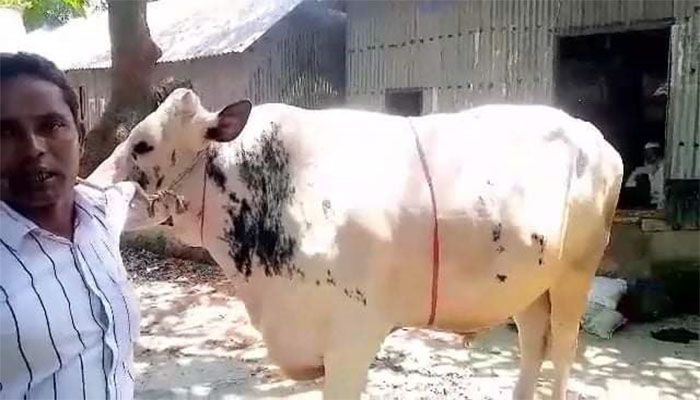 তাড়াইলের রাজার দাম ২৫ লাখ টাকা