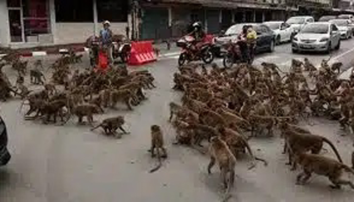 বানরের দু’পক্ষের লড়াই, আটকে গেলেন পথচারীরা!