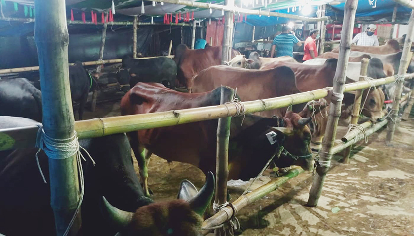 ভিকারুননিসায় কীভাবে গরুর হাট!