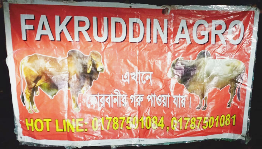 ভিকারুননিসায় কীভাবে গরুর হাট!