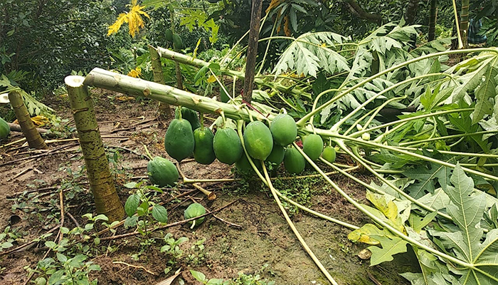 রামগড়ে কৃষকের ১০ একর টিলার ফলজ গাছ কেটে দিয়েছে দুর্বৃত্তরা
