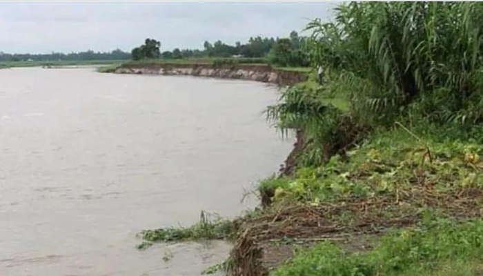 শেরপুরে ব্রক্ষপুত্র নদীর ভাঙ্গনে বিলীন হচ্ছে ফসলি জমি