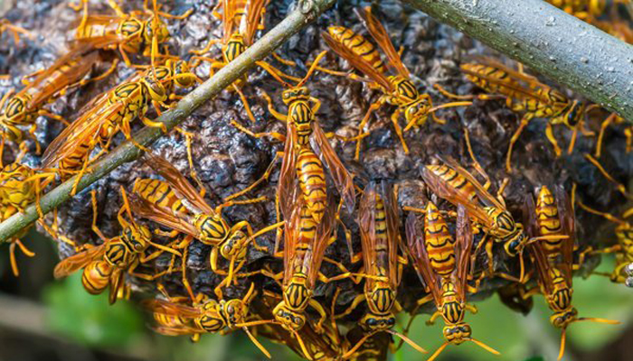 ভিমরুলের কামড়ে প্রভাষকের মৃত্যু
