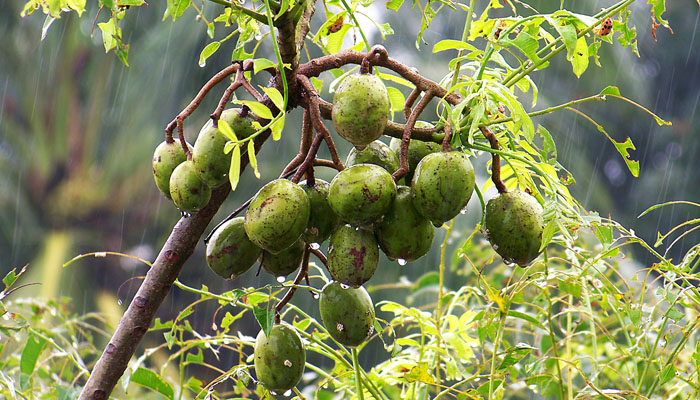 ডুমুরিয়ায় বানিজ্যিকভাবে আমড়ার চাষ হচ্ছে