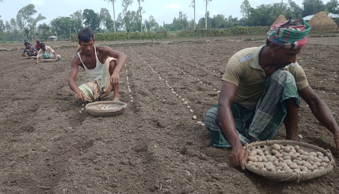 আলুর দাম প্রতি কেজি ৬ টাকা