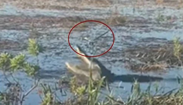 ড্রোন গিলে খেয়ে ফেলল কুমির (ভিডিও)