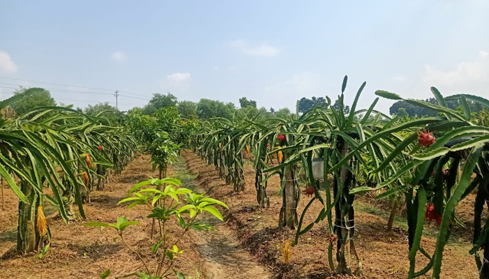 ড্রাগন চাষে ঝুঁকছেন মোহনপুরের যুবকরা