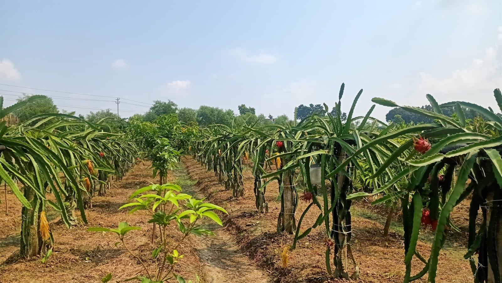 ড্রাগন চাষে ঝুঁকছেন মোহনপুরের যুবকরা