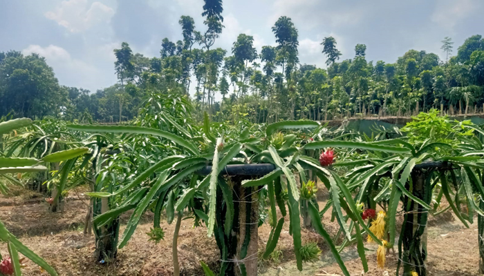 ড্রাগন চাষে ঝুঁকছেন মোহনপুরের যুবকরা