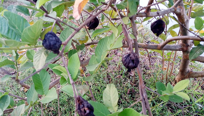 রাণীনগরে কারখানার বিষাক্ত ধোঁয়ায় বাগানের ৪০ টন পেয়ারা নষ্ট