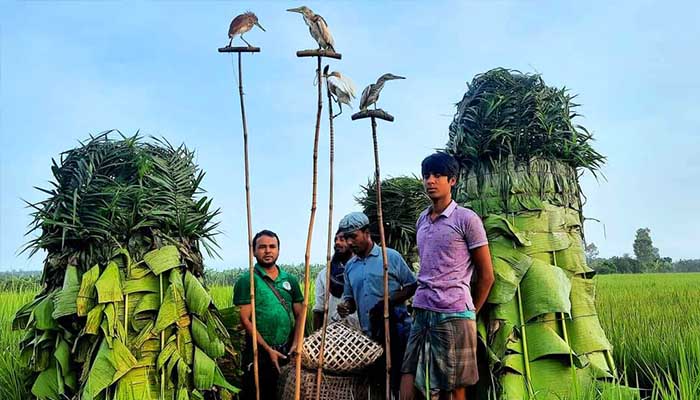 চলনবিলে নির্বিচারে চলছে পাখি শিকার