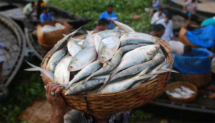 ইলিশের স্বাদ-গন্ধ অক্ষুণ্ণ রাখতে বাকৃবির প্রযুক্তি উদ্ভাবন