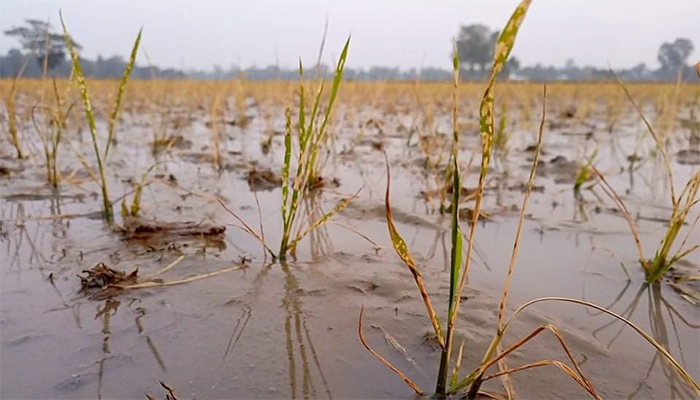 এ কেমন শত্রুতা, বিষ প্রয়োগে মারা গেছে ধানের চারা
