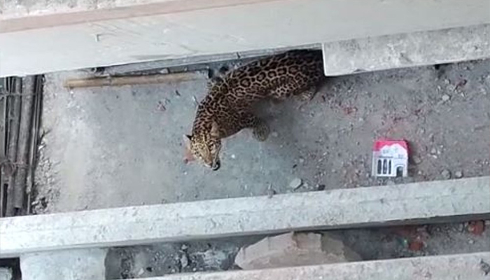 বাড়িতে চিতাবাঘ, ১৪৪ ধারা জারি