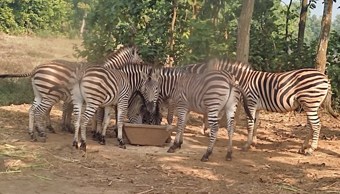 সাফারি পার্কে ৯ জেব্রার মৃত্যু, খতিয়ে দেখার নির্দেশ প্রধানমন্ত্রীর