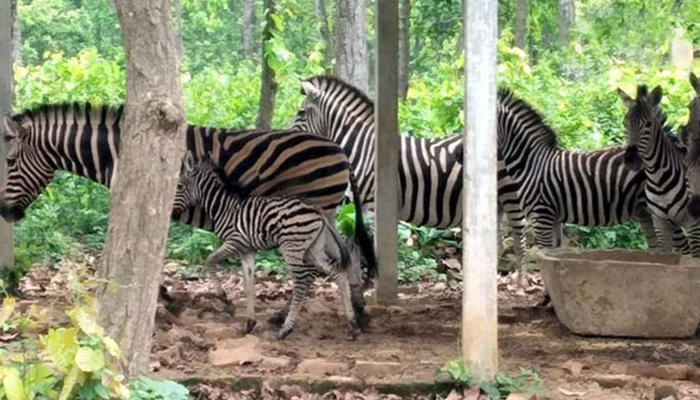 জেব্রা মৃত্যু: সাফারি পার্কের ২ কর্মকর্তা‌ প্রত‌্যাহার