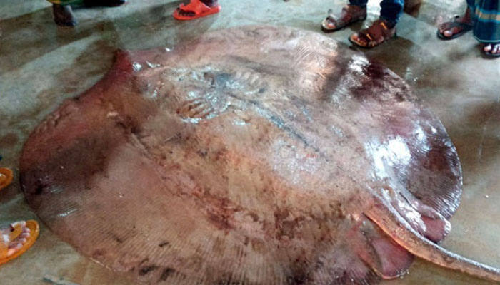 বরগুনায় ধরা পড়লো ৭ মণ ওজনের শাপলাপাতা মাছ