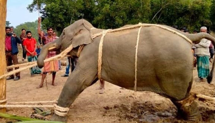 হাতি শাবককে পোষ মানাতে নির্যাতন বন্ধে আদালতের নির্দেশ