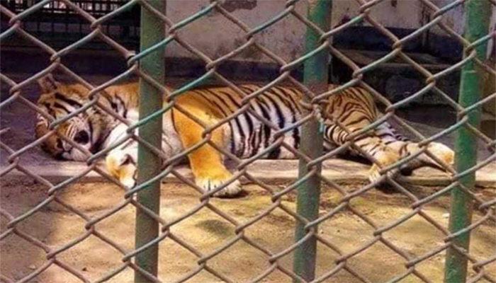 রংপুর চিড়িয়াখানায় একমাত্র বাঘিনীর মৃত্যু