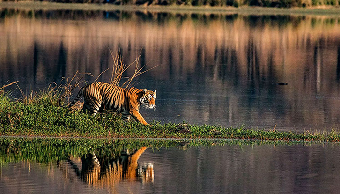 সুন্দরবন ভ্রমণের খরচ বেড়েছে, দুশ্চিন্তায় পর্যটন ব্যবসায়ীরা