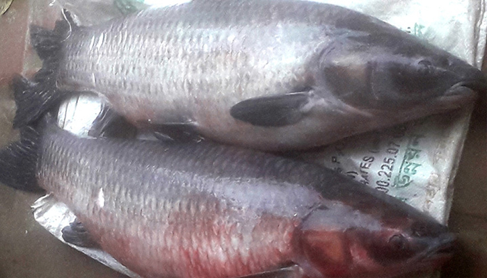 পদ্মা নদীতে ৩২ কেজির ‘ব্লাড কার্প’
