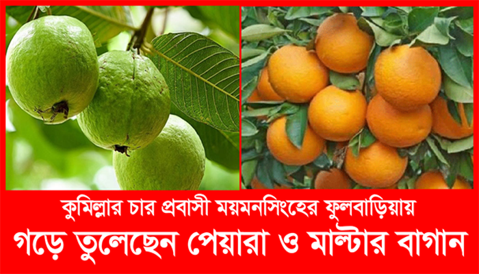 চার প্রবাসী ১৫ একর জমিতে গড়ে তুলেছেন পেয়ারা বাগান