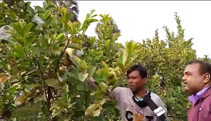 চার প্রবাসী ১৫ একর জমিতে গড়ে তুলেছেন পেয়ারা বাগান (ভিডিও)