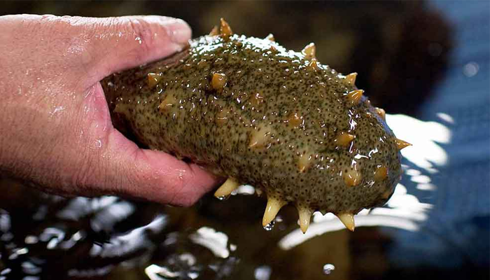 এক কেজি এই শসার দাম আড়াই লাখ টাকা!