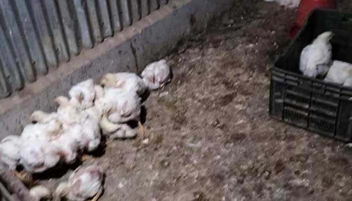 মৃত ব্রয়লার মুরগি বিক্রি, তাড়াইলে ব্যবসায়ীকে জরিমানা